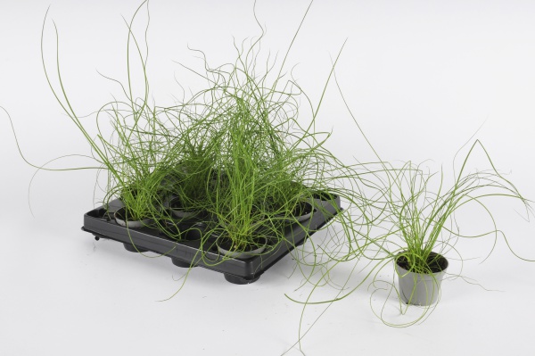 Juncus Spiralis 25cm-D6