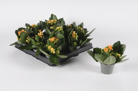 Kalanchoe Blossfeldiana 15cm x D6