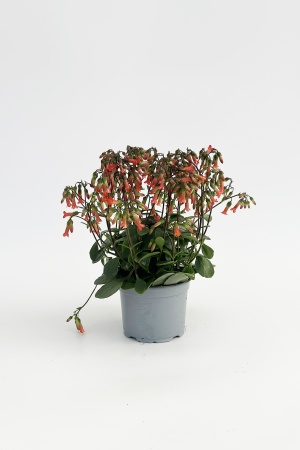 Kalanchoe Mariko 30cm x D12