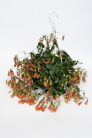 Kalanchoe Mariko Suspension 40cm x D22