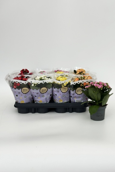Kalanchoe Melange 20cm x D9