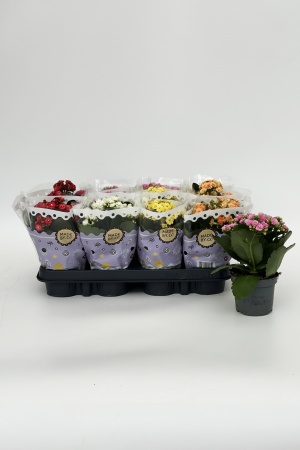 Kalanchoe Melange 20cm x D9