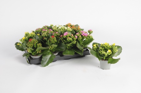 Kalanchoe Moreflowers 15cm x D6