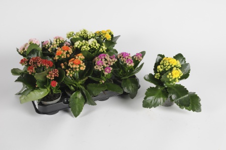 Kalanchoe Moreflowers 15cm x D6