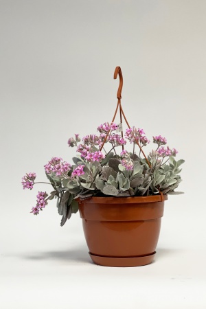 Kalanchoe Pumila Suspension 40cm x D20