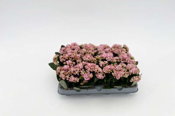 Kalanchoe Quenn Arts 15cm x D6