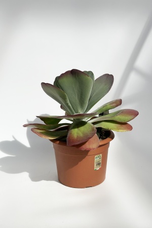 Kalanchoe Thyrsiflora 50cm x D25