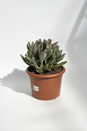 Kalanchoe Tomentosa 60cm x D20