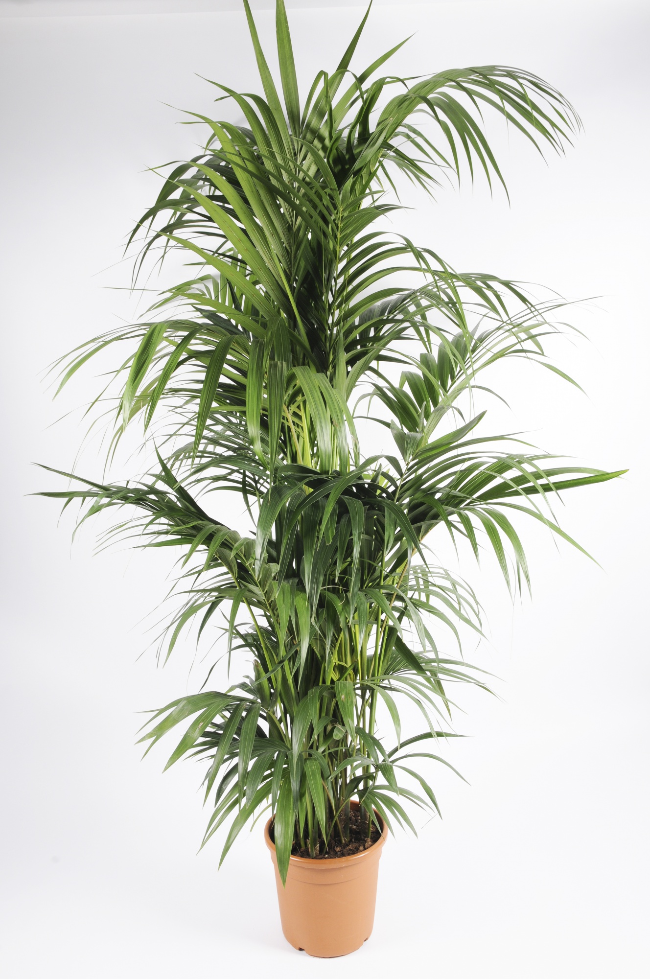Plantes dépolluantes (chlorophytum, dracaena) - Gamm vert
