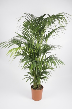 KENTIA 8 pieds 200/220cm-D30