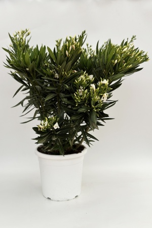 Laurier Rose 60cm x D26