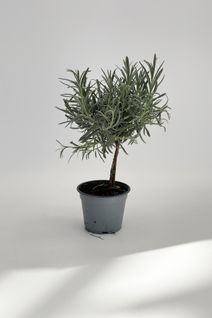 Lavande Augustifolia Tige 40cm x D14