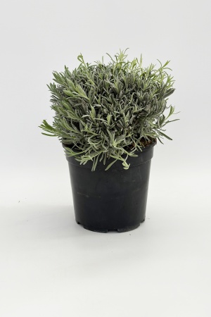 Lavandula Angustifolia 65cm x D24