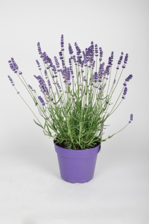 Lavandula Angustifolia Hidcote 45cm x D17