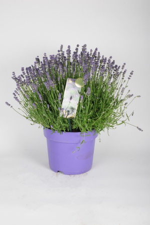 Lavandula Essence Purple 50cm x D26