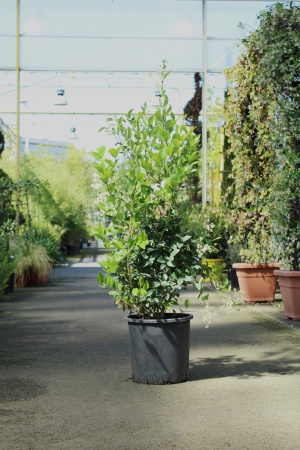 Ligustrum Texanum Libre 174cm x 18L