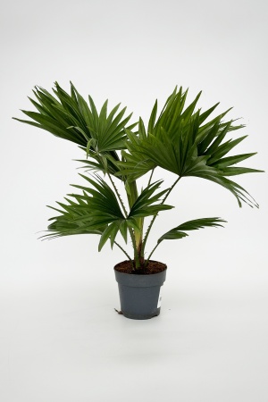 Livistona Rotundifolia 40cm x D12
