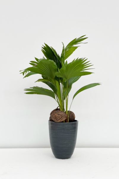 Livistona Rotundifolia 50/60cm x D14