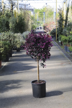 Loropetalum Chinense Black Pearl Tige 110cm x L