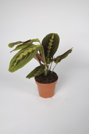 Maranta Kerchoveana 35cm x D12