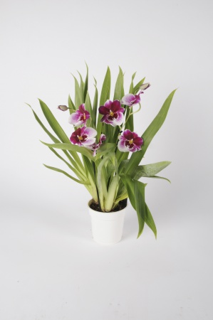 Miltonia Mixte 50cm x D12