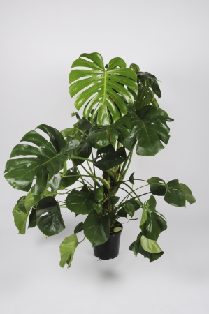 Monstera Deliciosa 120cm x D24