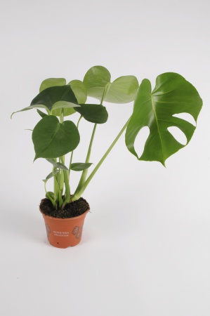 Monstera Deliciosa 50cm-D14