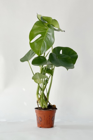 Monstera Deliciosa 50cm x D14