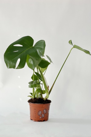 Monstera Deliciosa 55cm x D17