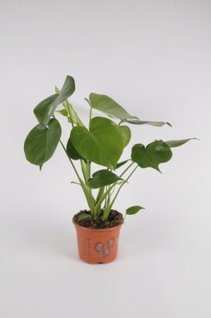 Monstera Deliciosa 65cm-D19