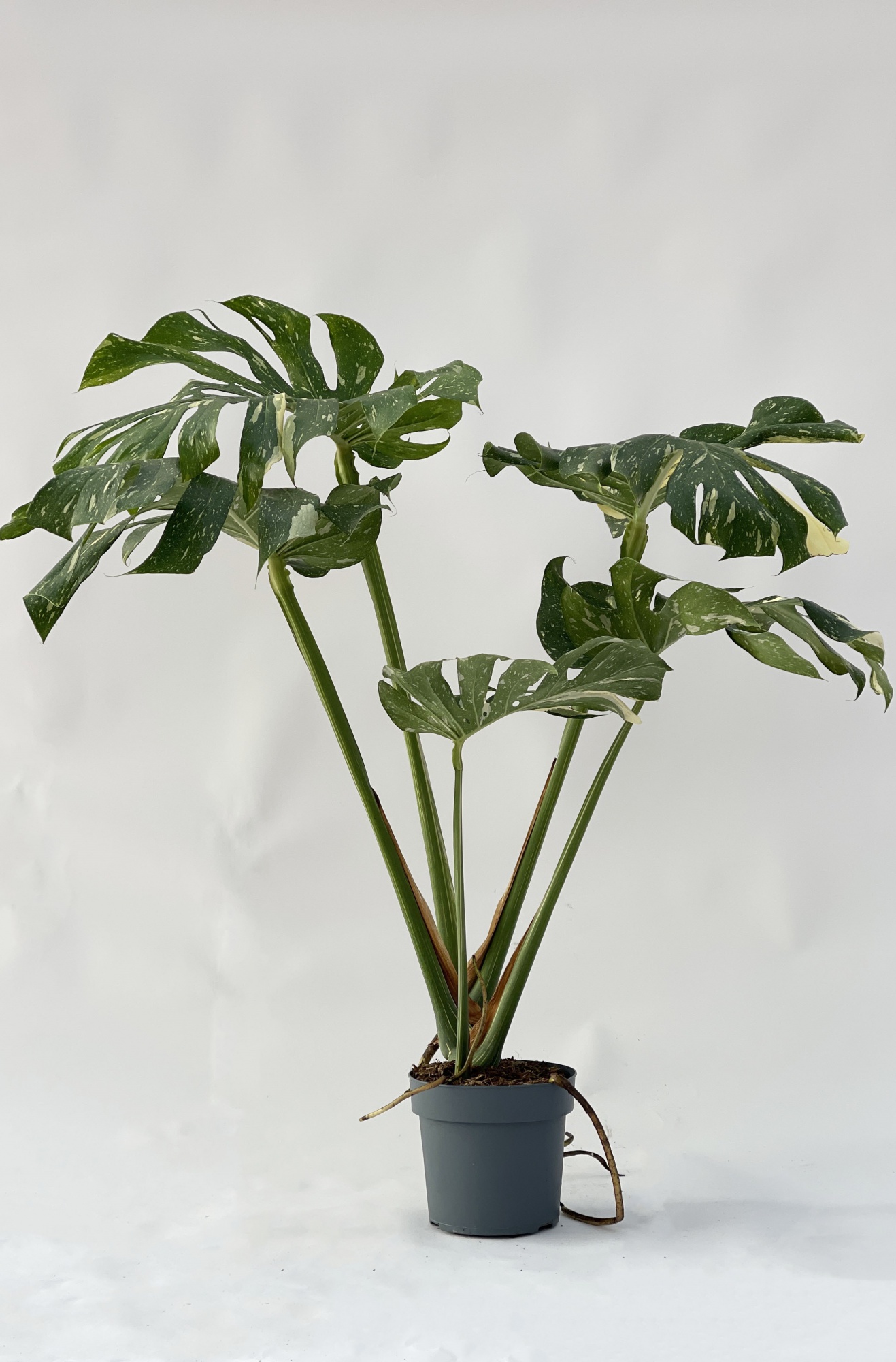 Le Monstera deliciosa variegata : une plante d'intérieur Unique