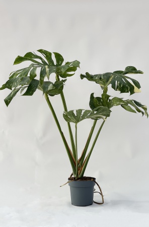 Monstera Deliciosa Variegata 120cm x D21