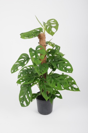 Monstera Obliqua Monkey 75cm x D16