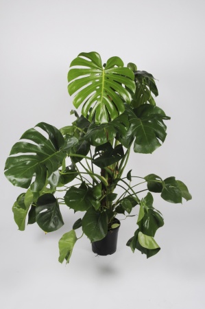 Monstera Pertus 200cm x D38