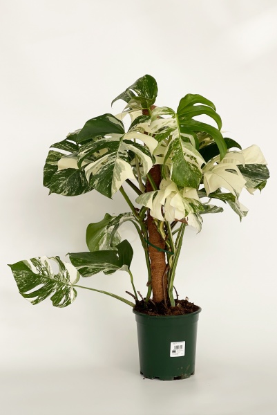 Monstera Variegata Extra Tuteur 80cm x D20