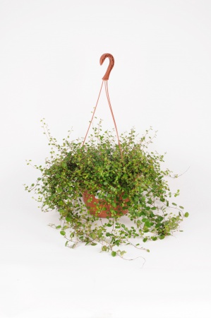 Muehlenbeckia Suspension 60cm x D25