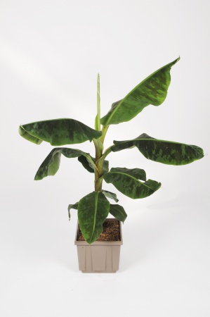 Musa Dwarf Cavendish 120cm x D27