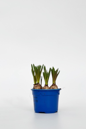 Muscari Armeniacum 15cm x D9