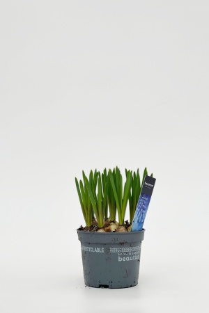 Muscari Armeniacum 22cm x D16