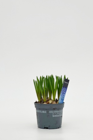 Muscari Armeniacum 22cm x D16