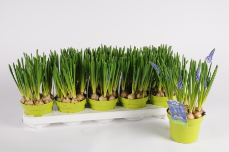 Muscari Blue Magic 20cm x D12