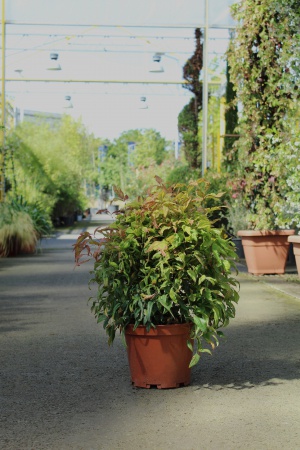 Nandina Domestica \ Fire Power\  35cm x 7,5L