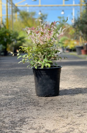 Nandina Domestica Twilight 35cm x 4,5L