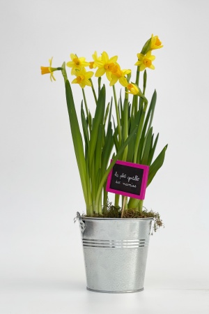 Narcisses Pot Zinc 50cm x D13