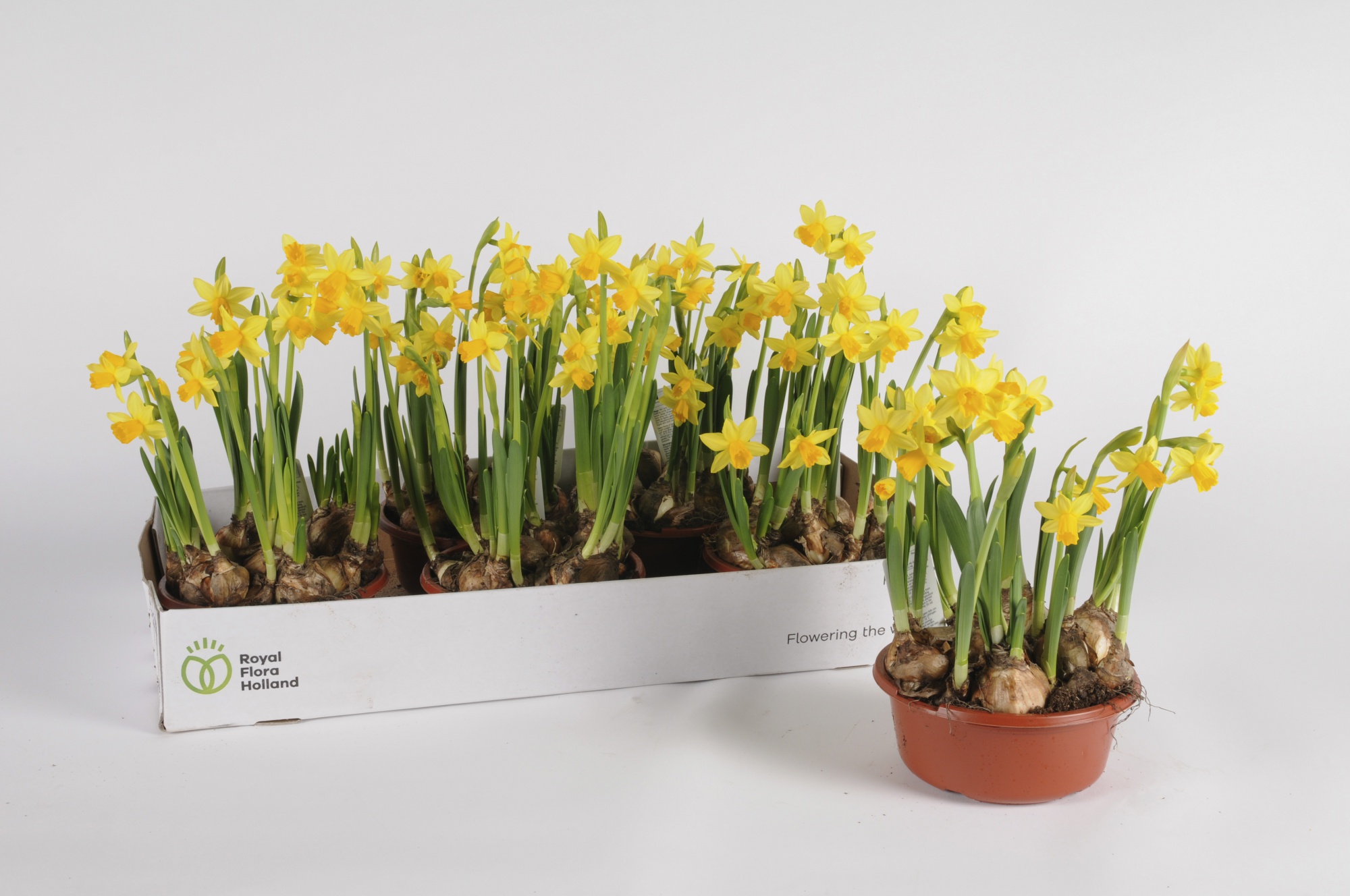 Narcisses Tête à Tête 25cm x D16