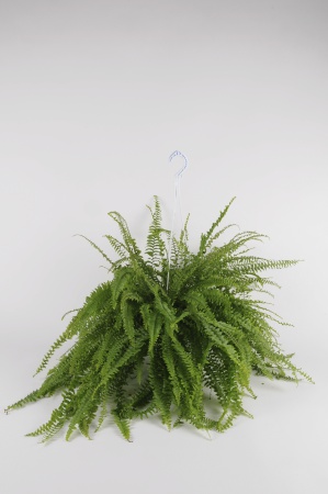 NEHROLEPIS Bostoniensis suspension 25cm-D15