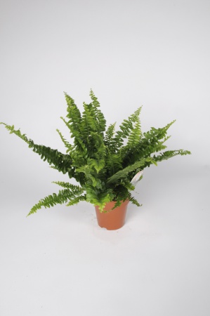 Nephrolepis Green Lady 15cm x D12