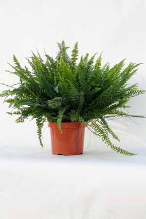 Nephrolepis Green Lady 25cm x D17