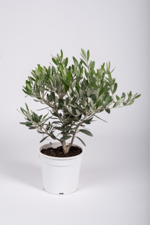 Olea Europea 40cm x D15