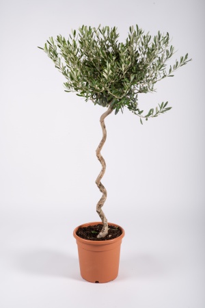 Olea Europea Spirale 135cm x D26